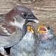 Illustration for article titled Urban Noises May Be Turning House Sparrows Into Neglectful Mothers